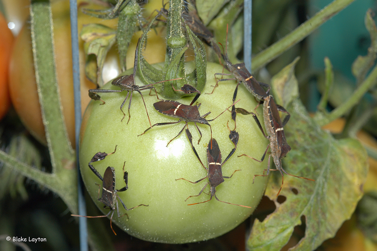 Leaffooted bugs on a green tomato.